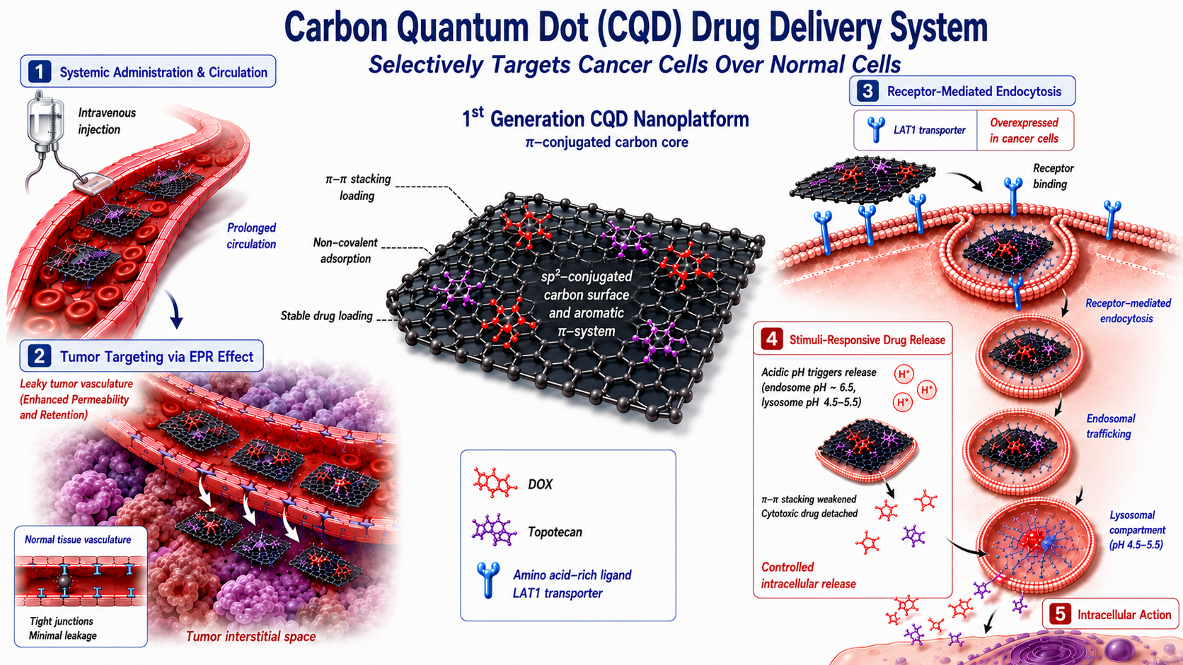 Diagram of the Carbon Quantum Dot (CQD) drug delivery system: systemic administration and circulation, tumor targeting via the EPR effect, LAT1 receptor-mediated endocytosis, stimuli-responsive drug release in the acidic endosome/lysosome, and intracellular drug action.
